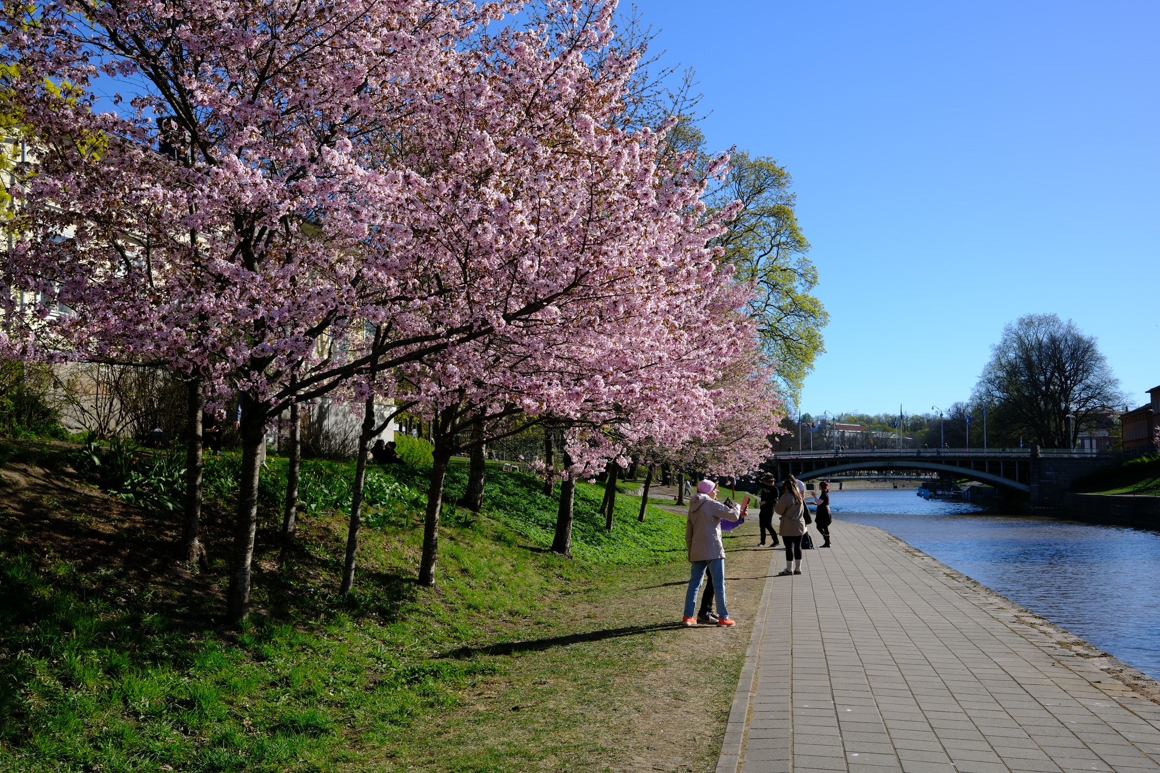 cherry blossom by the river Aura